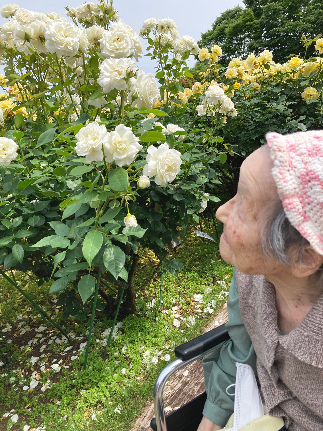 小田原バラ